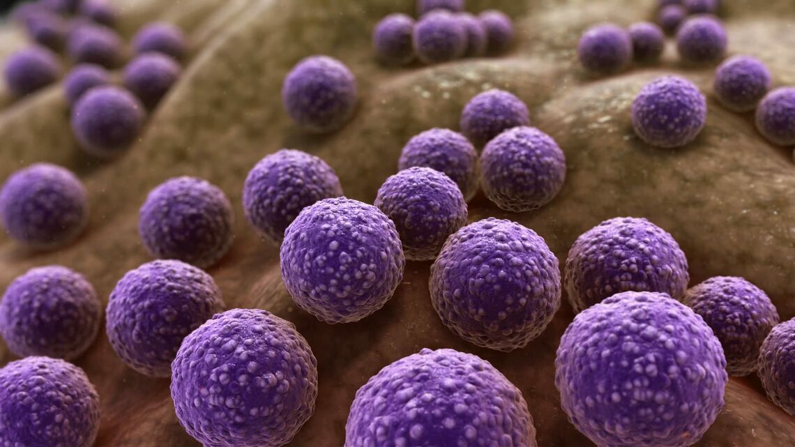 Staphylococcus bacteria